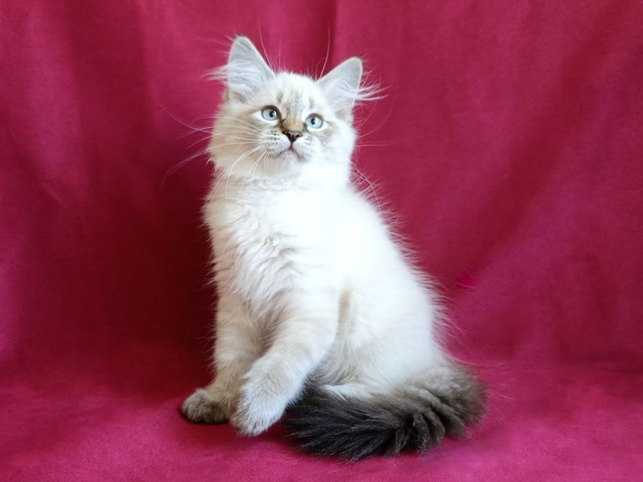 Гарна клубна сибірська дівчинка