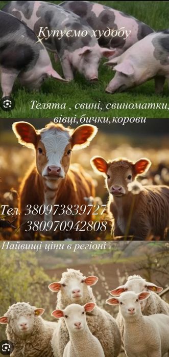 Купуємо худобу звоніть