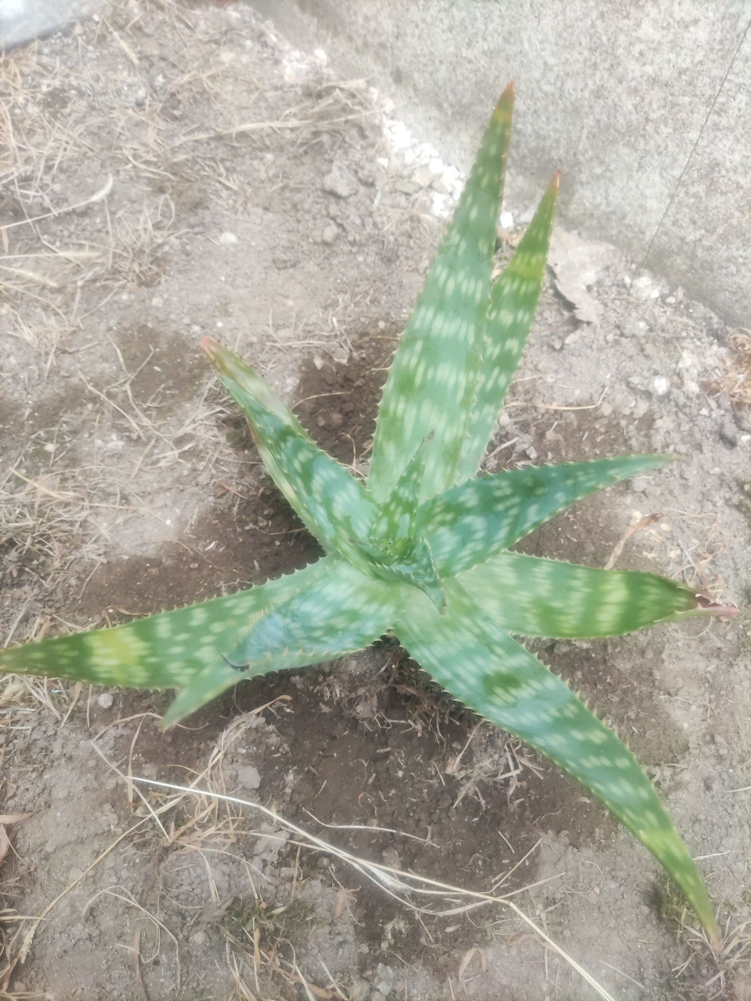 Cato aloe maculata