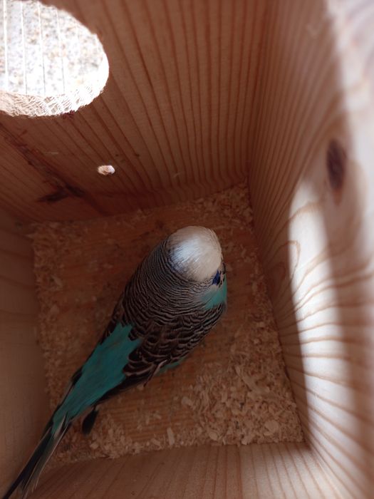 Casal reprodutor periquitos ingleses