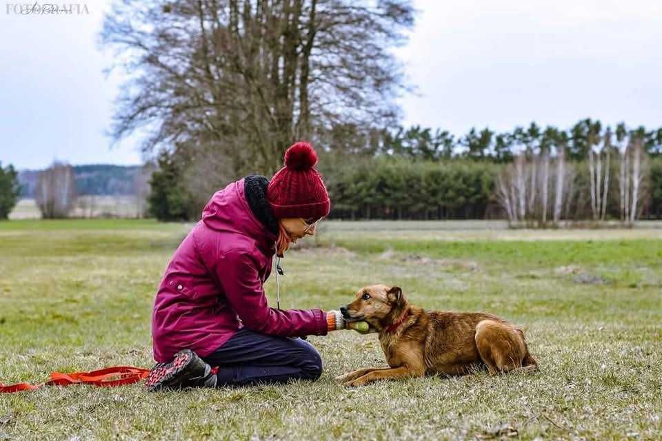 Psi senior Scooby od dwóch lat czeka na wymarzony dom