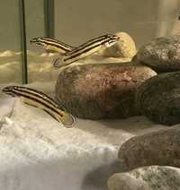 Tanganika F1 Julidochromis Mvuna bezpieczna wysyłka certyfikat