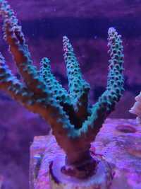 SPS Acropora Acuminata