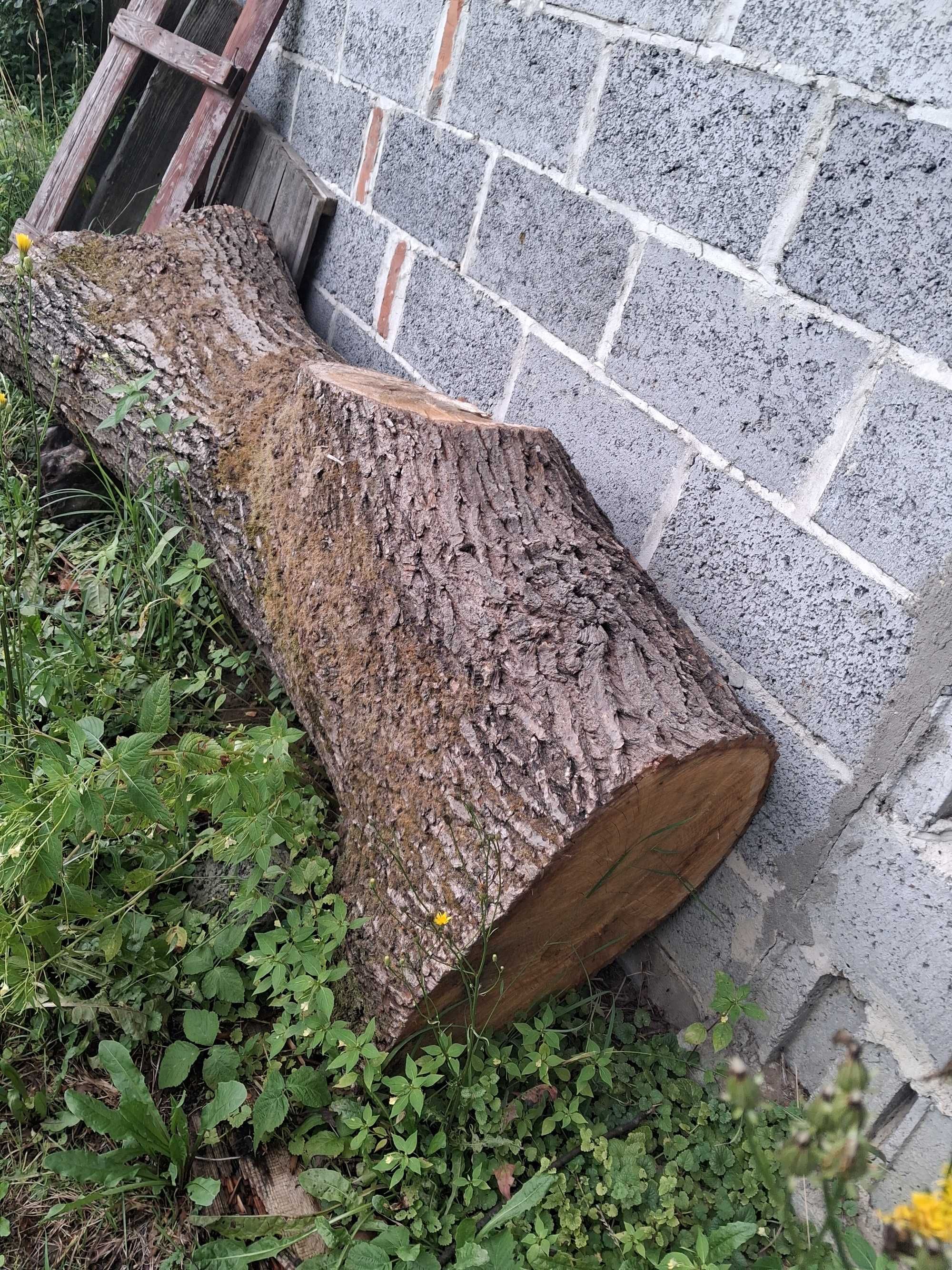 Sprzedam   dęba.