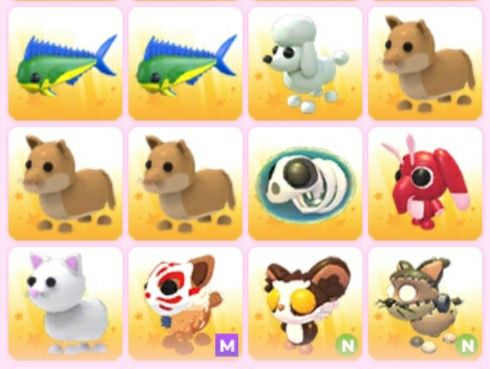 Пети адопт ми в гарному стані