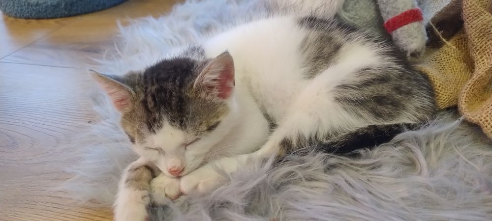 Oddam kotka w dobre ręce