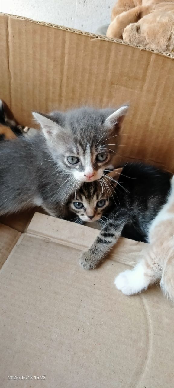 Котята. Отдам даром!