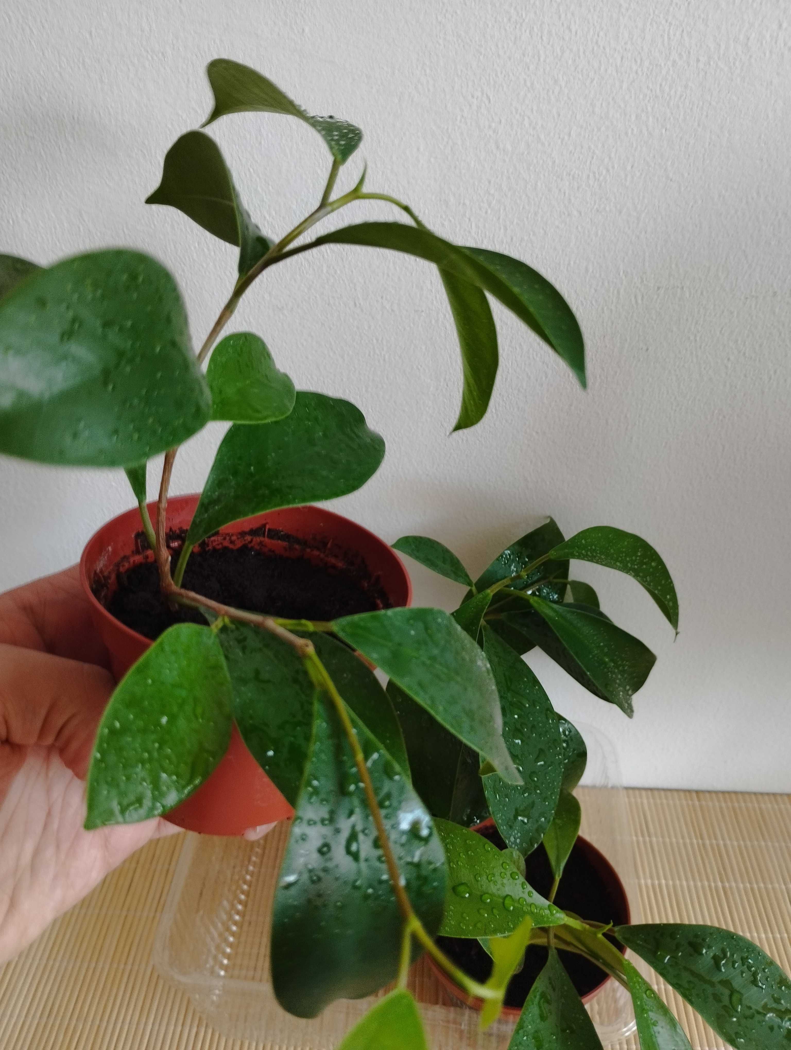 Fikus sadzonka bonsai roślina
