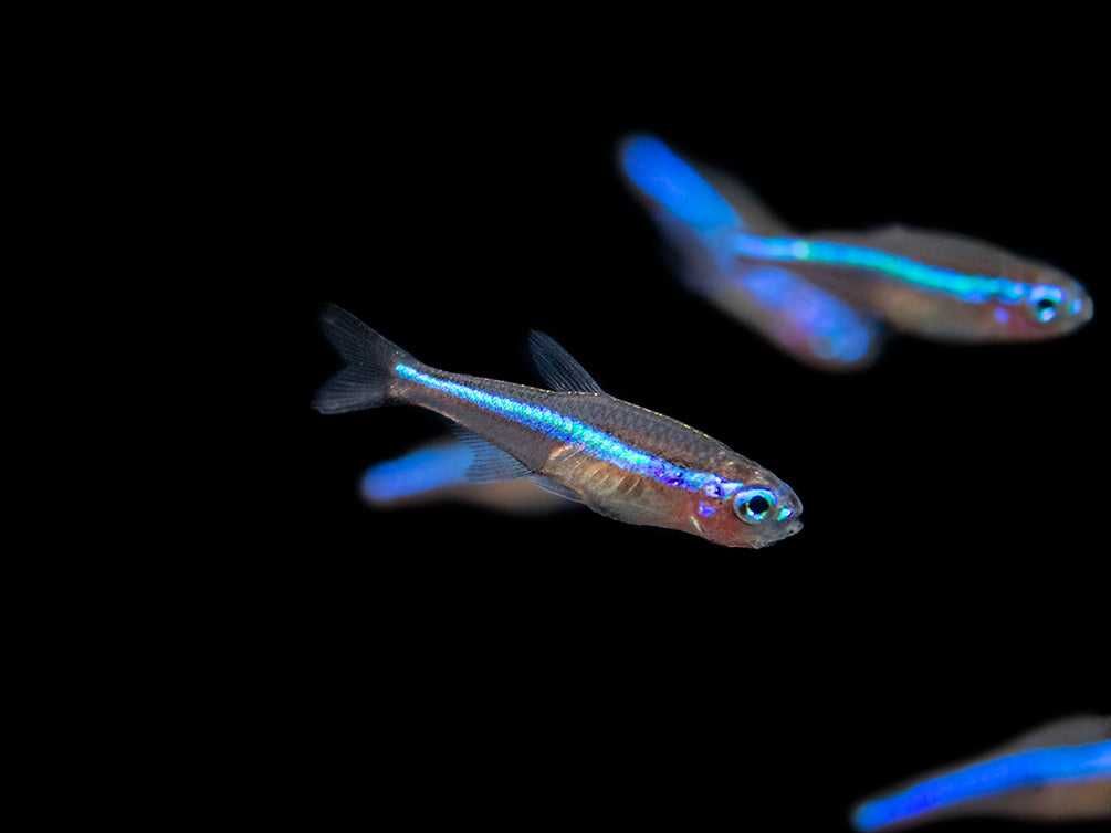 Neon zielony - Paracheirodon simulans - dowozimy, wysyłamy