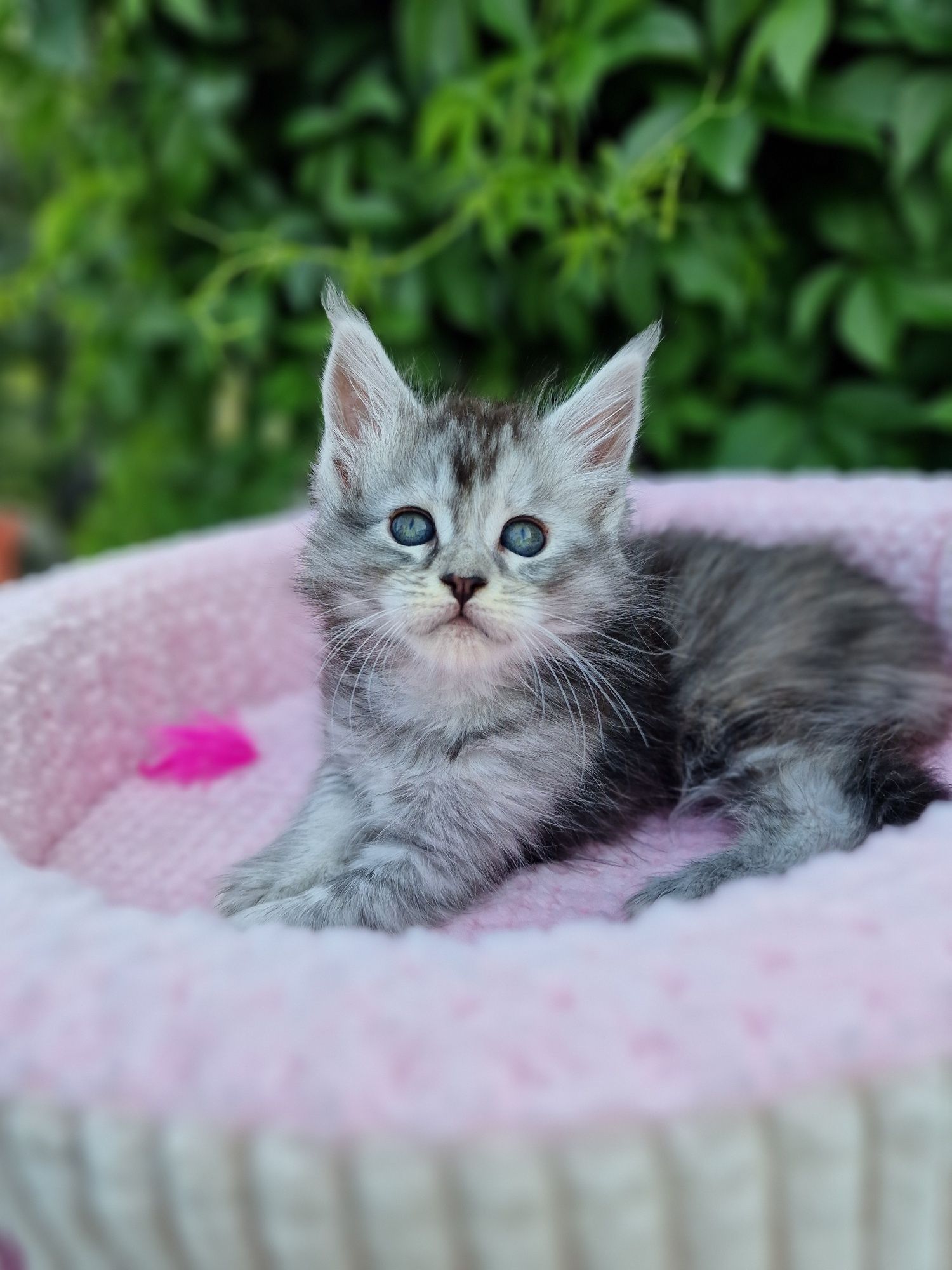 Maine Coon kotka kocieta