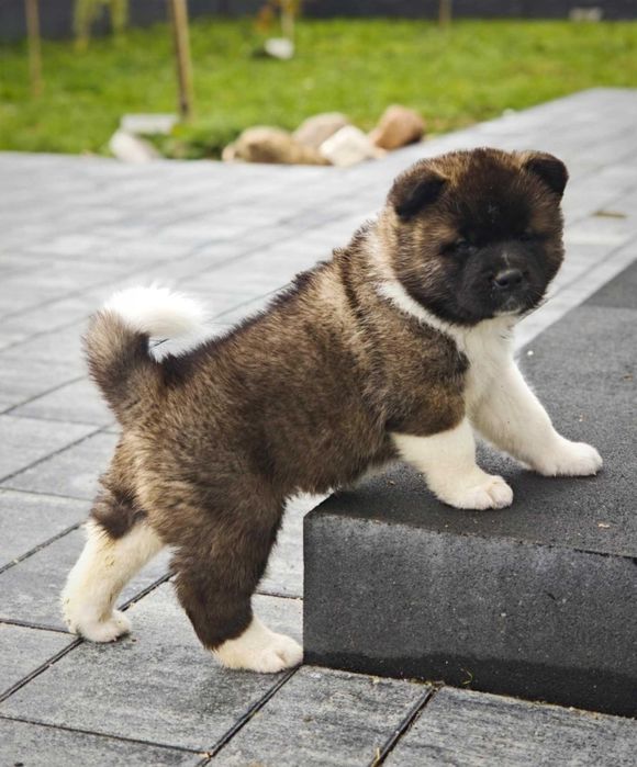 Akita Amerykańska szczenię Zkwp