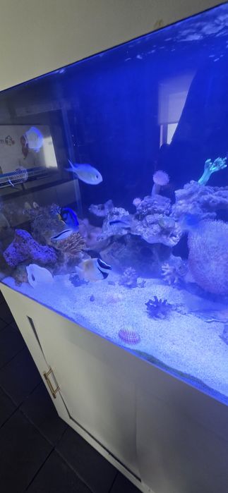 Aquário de água salgada Completo