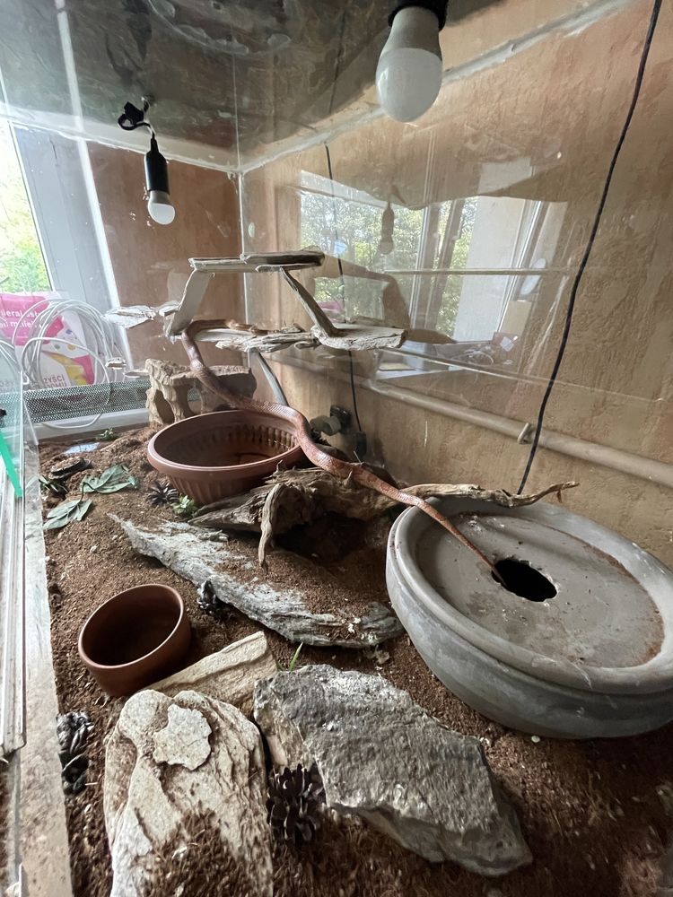 Wąż zbożowy z terrarium 120x70x60