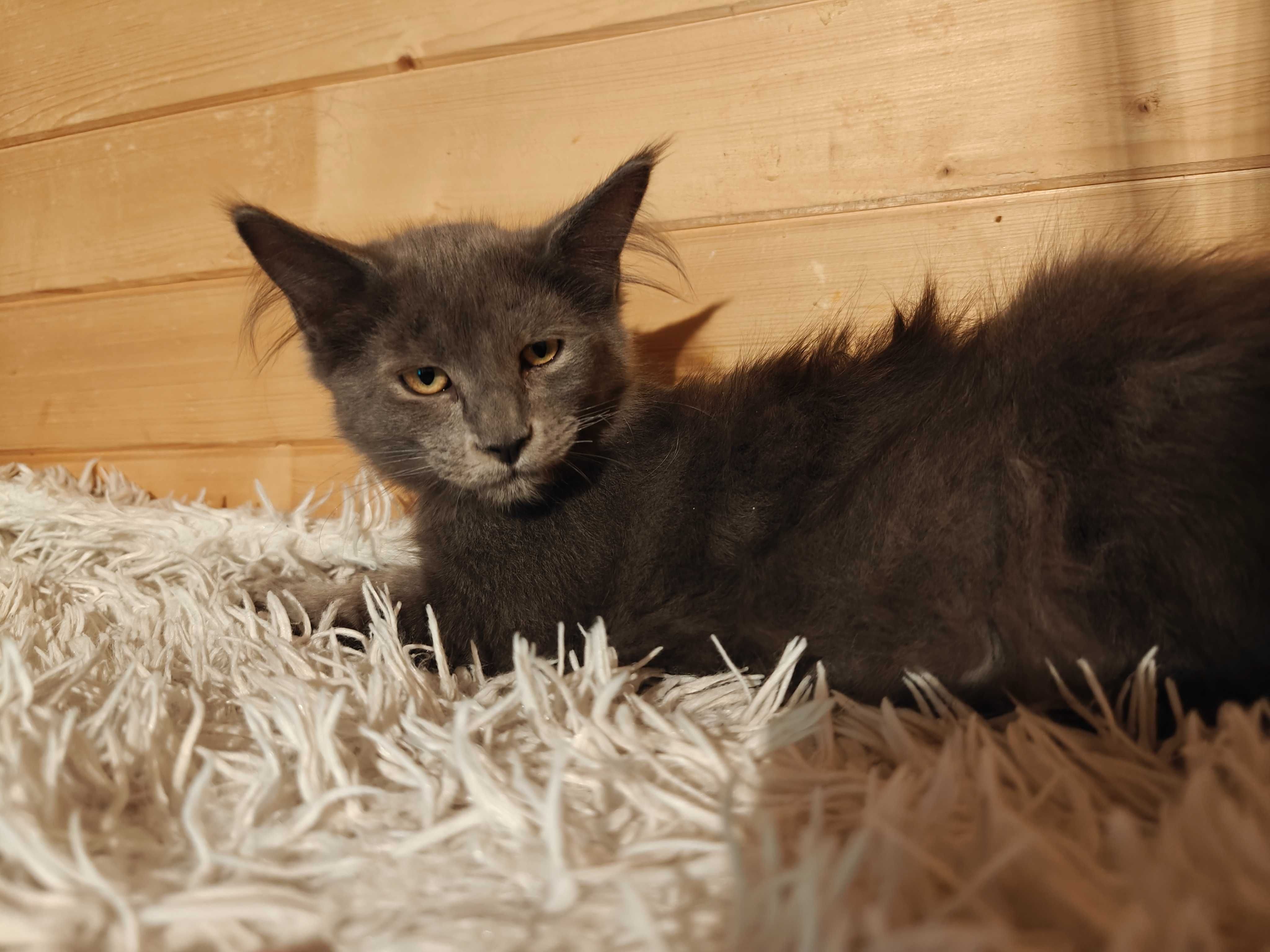 Kocięta Mco Maine coon niebieskie srebrne dymne fpl ccf