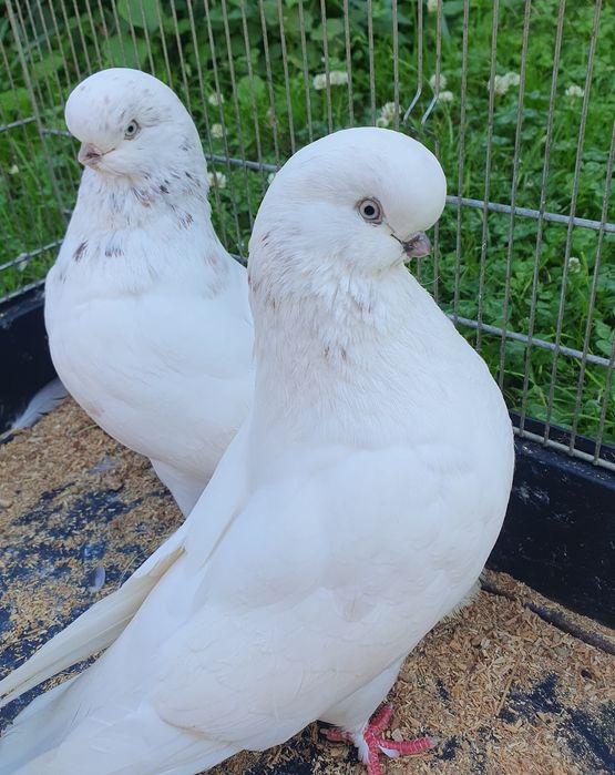 English long face angielski long faced angielski średniodzioby