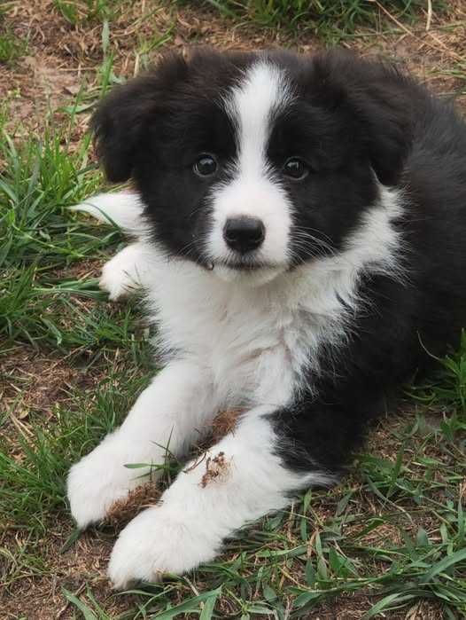 Border Collie ZKwP / FCI czarno biały chłopiec