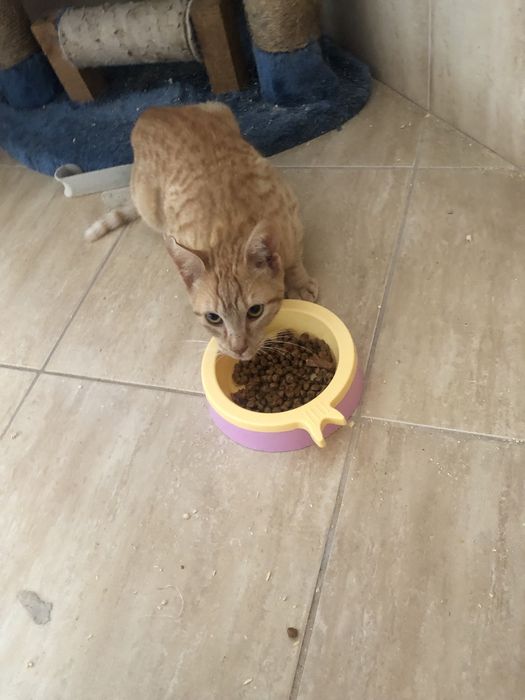 Gatinha bebé 4 meses esterelizada