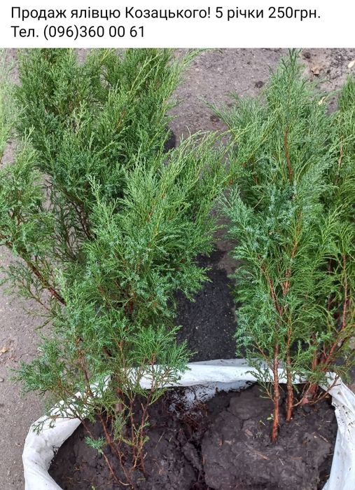 Ялівець. Можевельнік розпродаж!