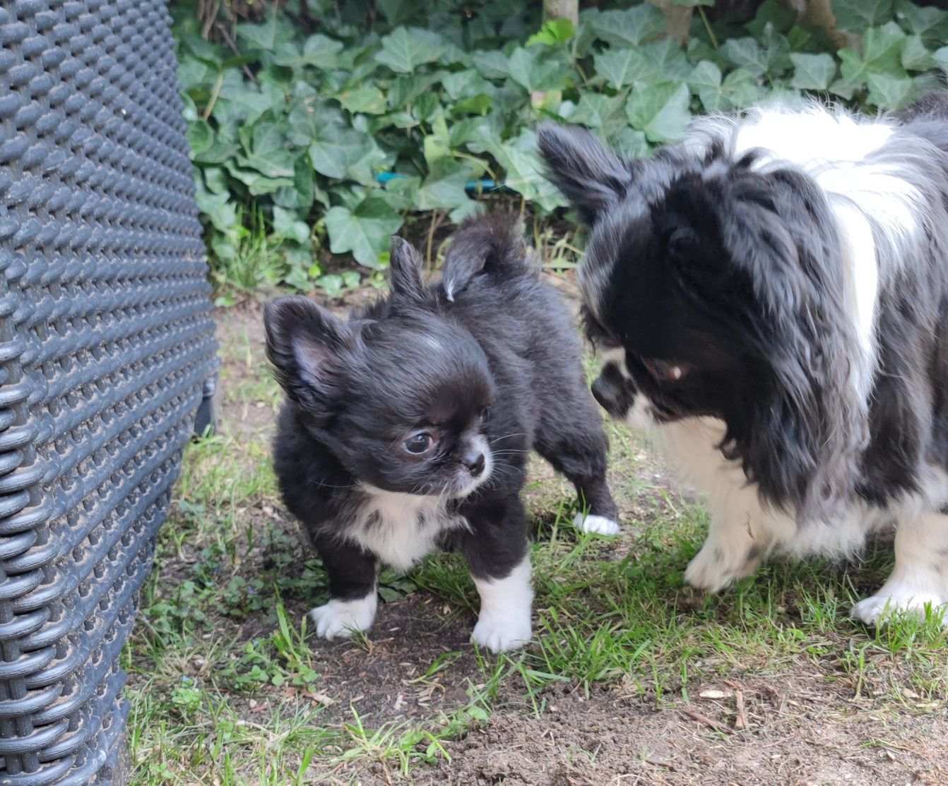 chihuahua długowłosa suczka FCI