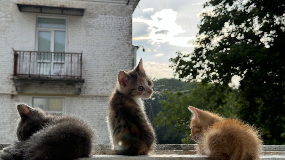 кошенята у добрі руки!