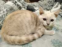 Котёнок в хорошие руки СРОЧНО