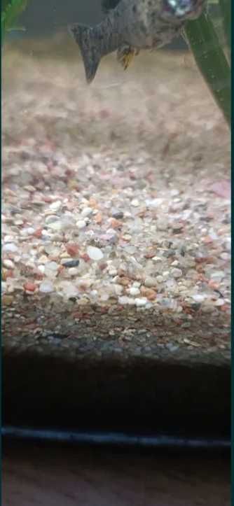 piasek kwarcowy do akwarium 0.2-2mm naturalny 10kg