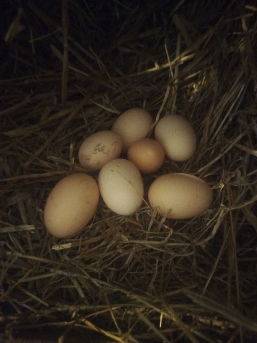 Jajka od kurek z podwórka