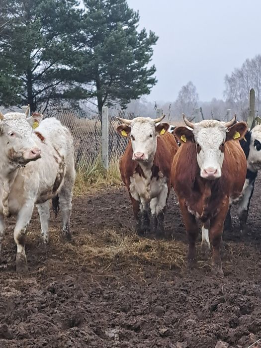 Jałówki roczne mieszańce