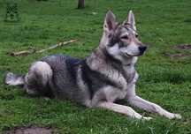 Saarlooswolfhond - wilczak Saarloosa