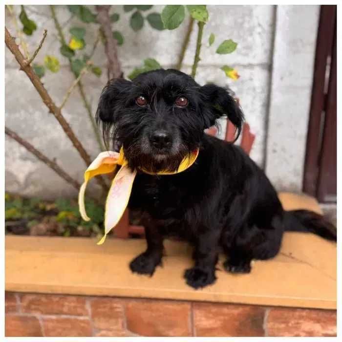 Небольшая собака ищет семью и дом