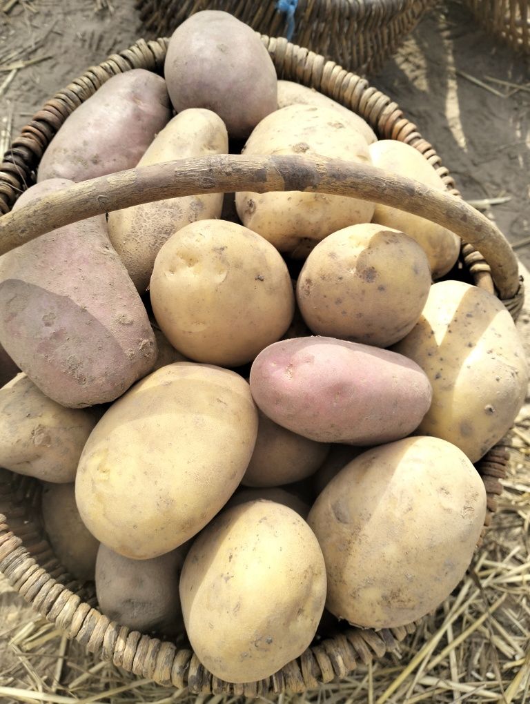 Картопля (картошка)домашня