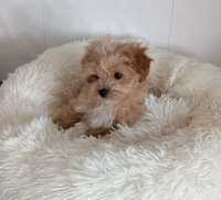 Maltipoo suczka ma kilogram