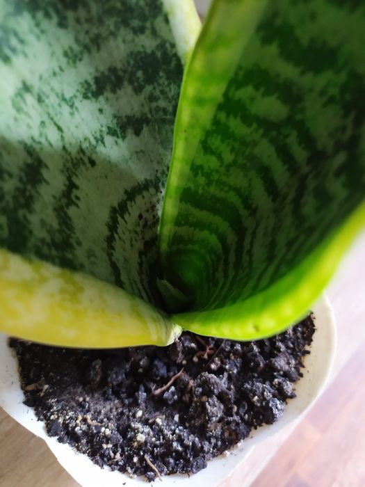 Сансевеєрія або "тещін язик"