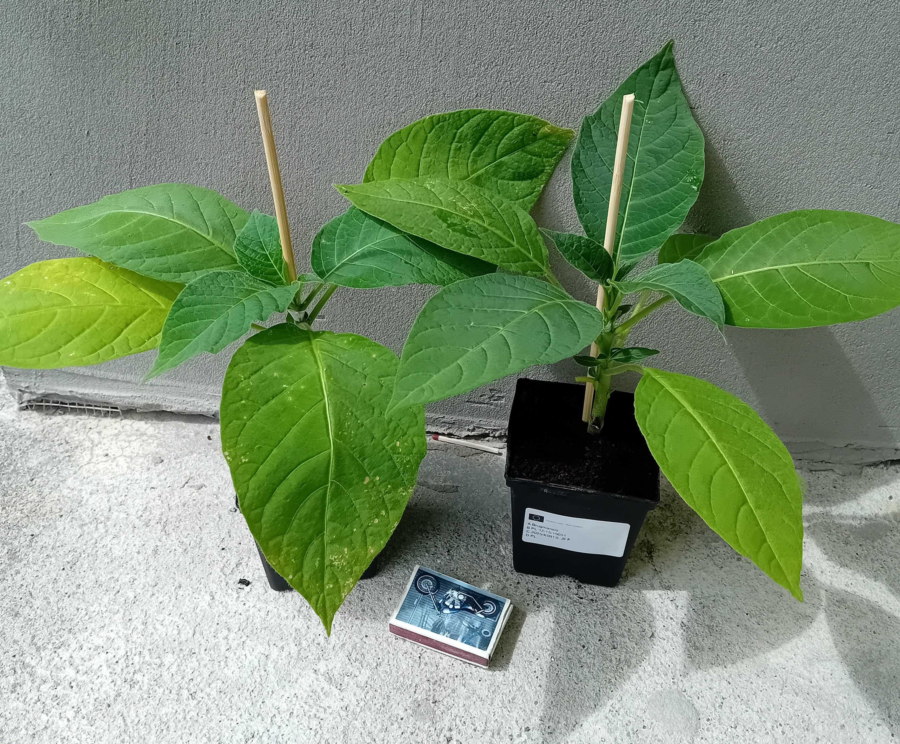 Brugmansia versicolor DATURA +GRATISY