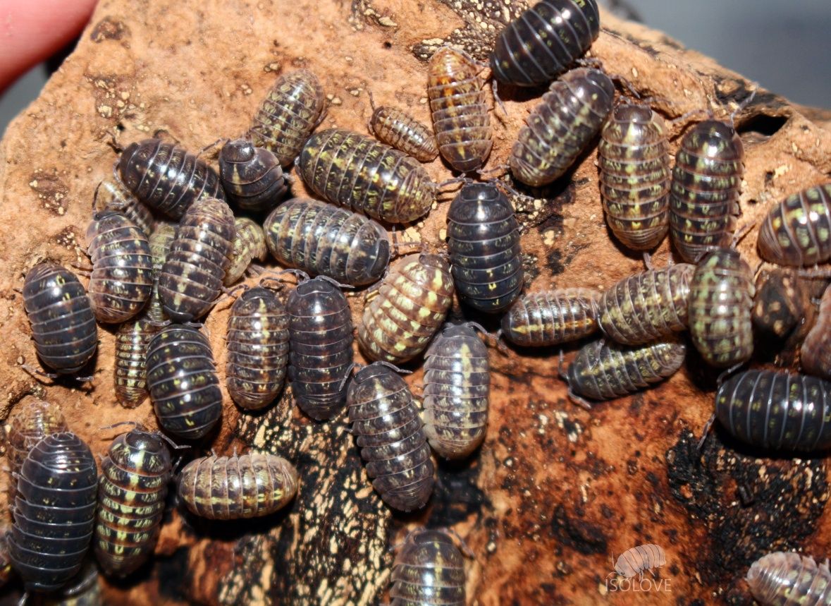 Armadillidium vulgare "Balkan mix", kulanki, równonogi, isopoda