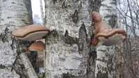 BIAŁOPOREK BRZOZOWY Pniarek suszony 100 gr.
(Piptoporus betulinus)