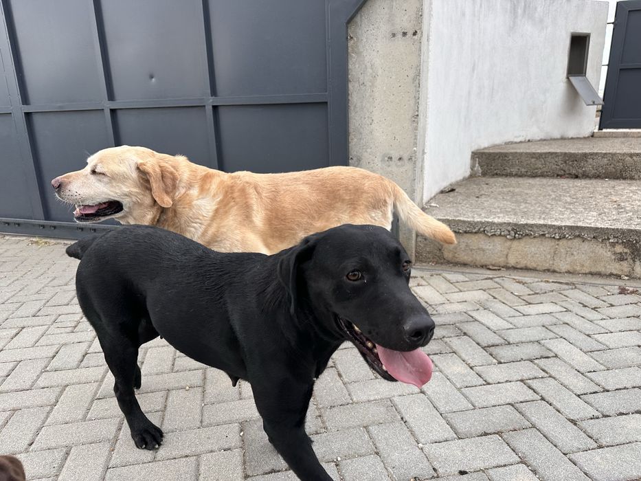 Labrador Retriever LOP e Afixo