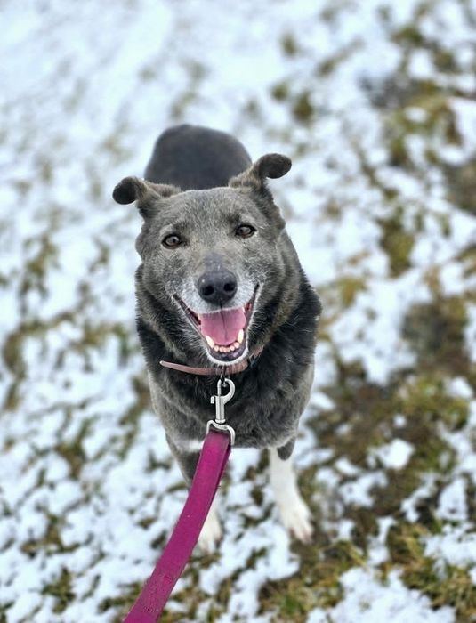 Kochana, łagodna sunia szuka domu