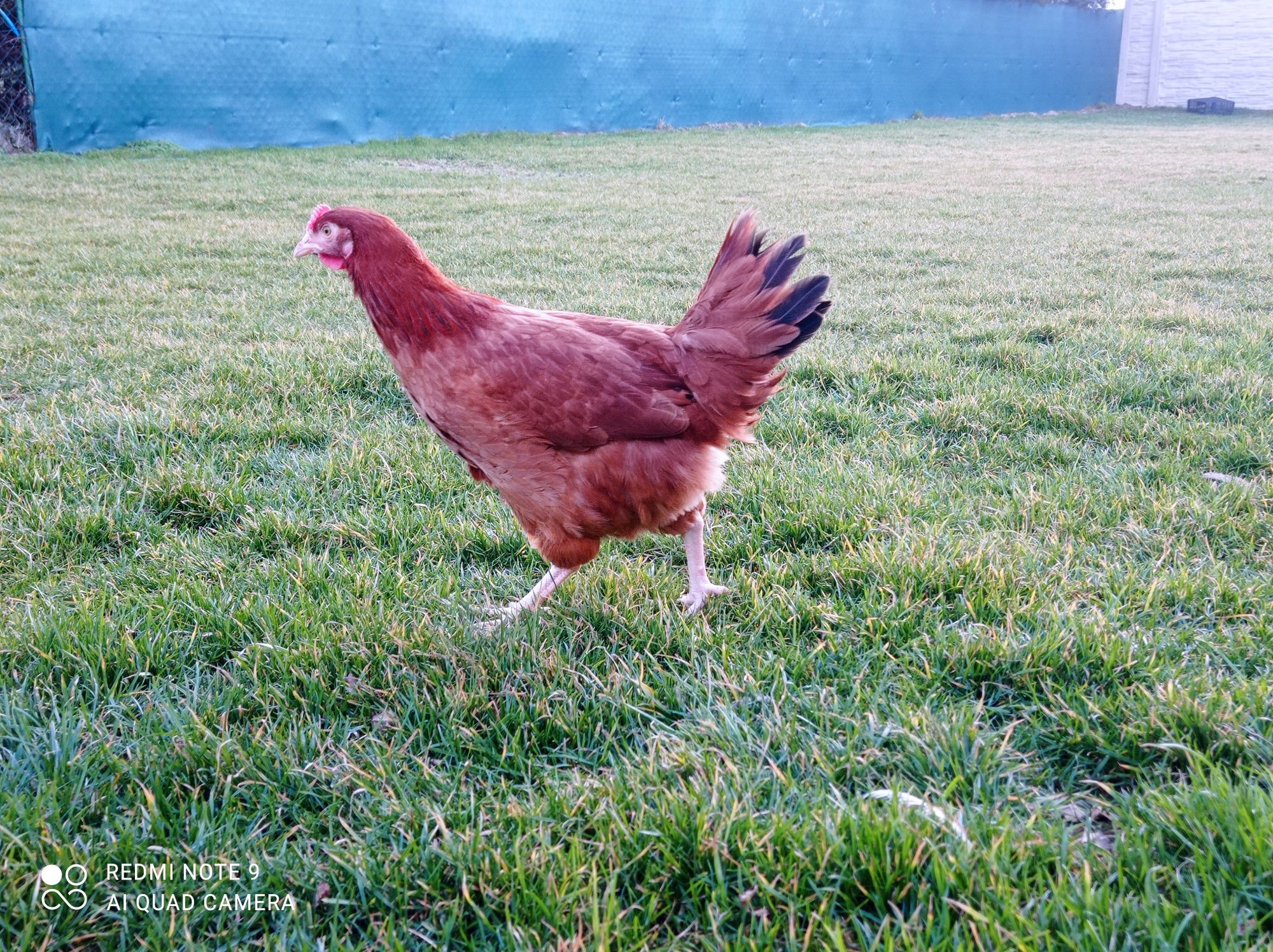 Kury Rossa młode kokoszki na jajko zielononóżki leghorn rosa nioski