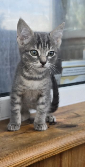 Кошеня шукає  дім.