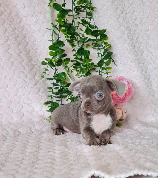 Estupenda menina lilac chihuahua/chiuaua de Qualidade