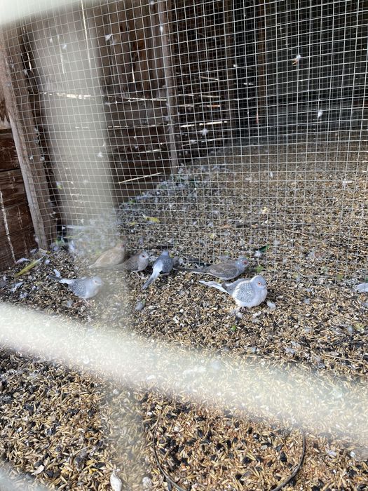 golabki diamentowe 2025