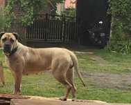 Oddam Cane Corso italiano suczka dorosła