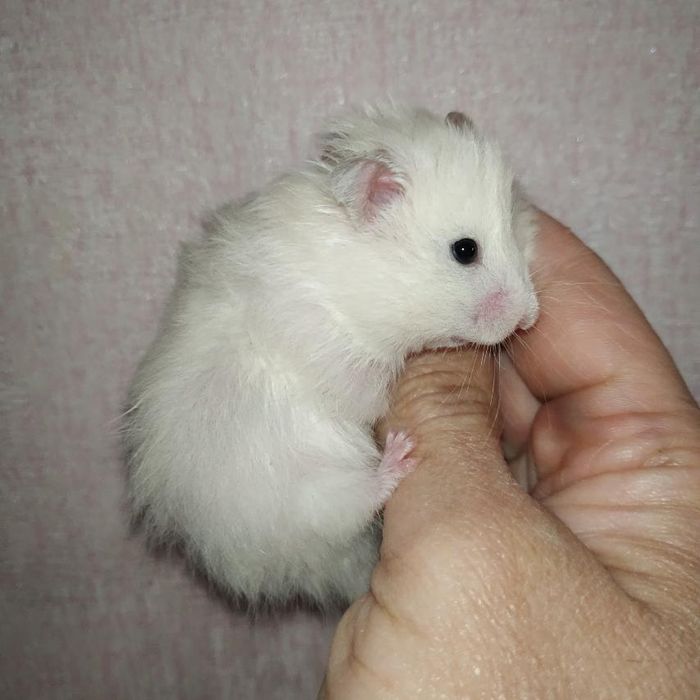 хомяки рыжие белые серые королевский крупный добрый хомяк в Харькове