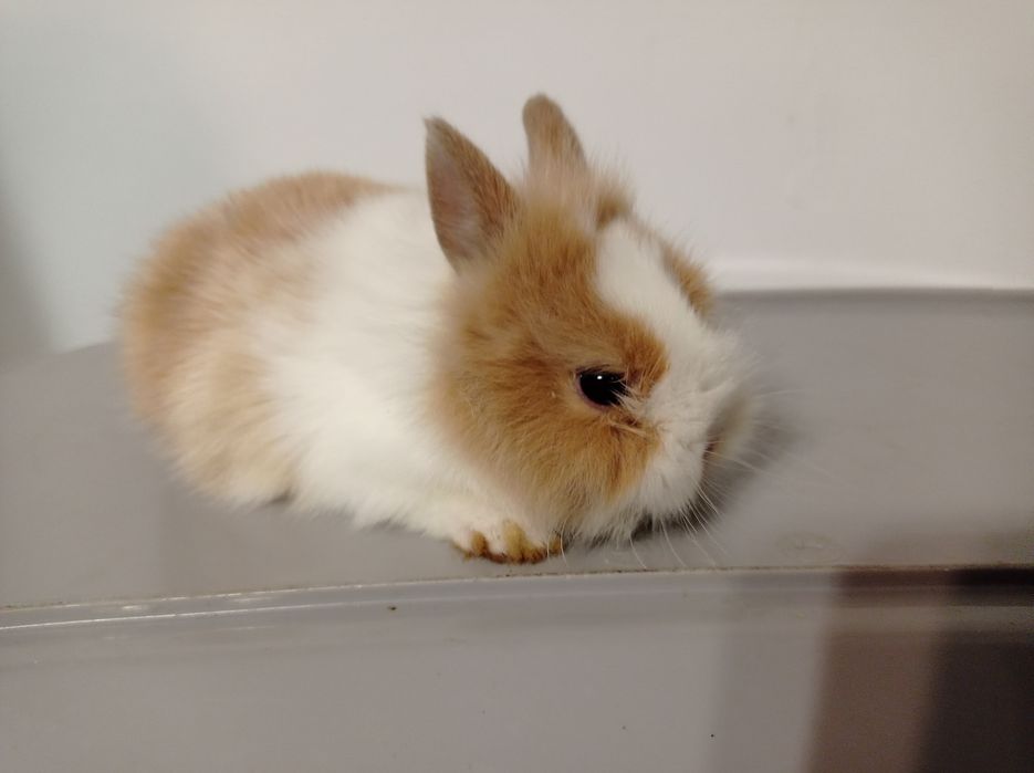 Króliki miniaturki karzełki Teddy