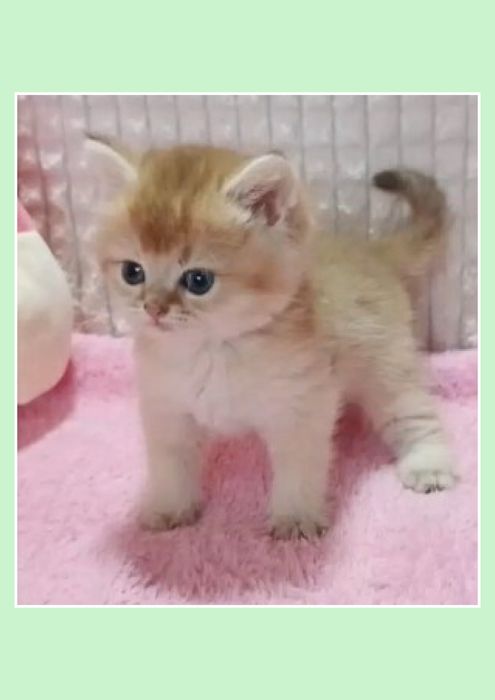 1-Золотая Шиншилла Лиловое Золото красивушая девченка