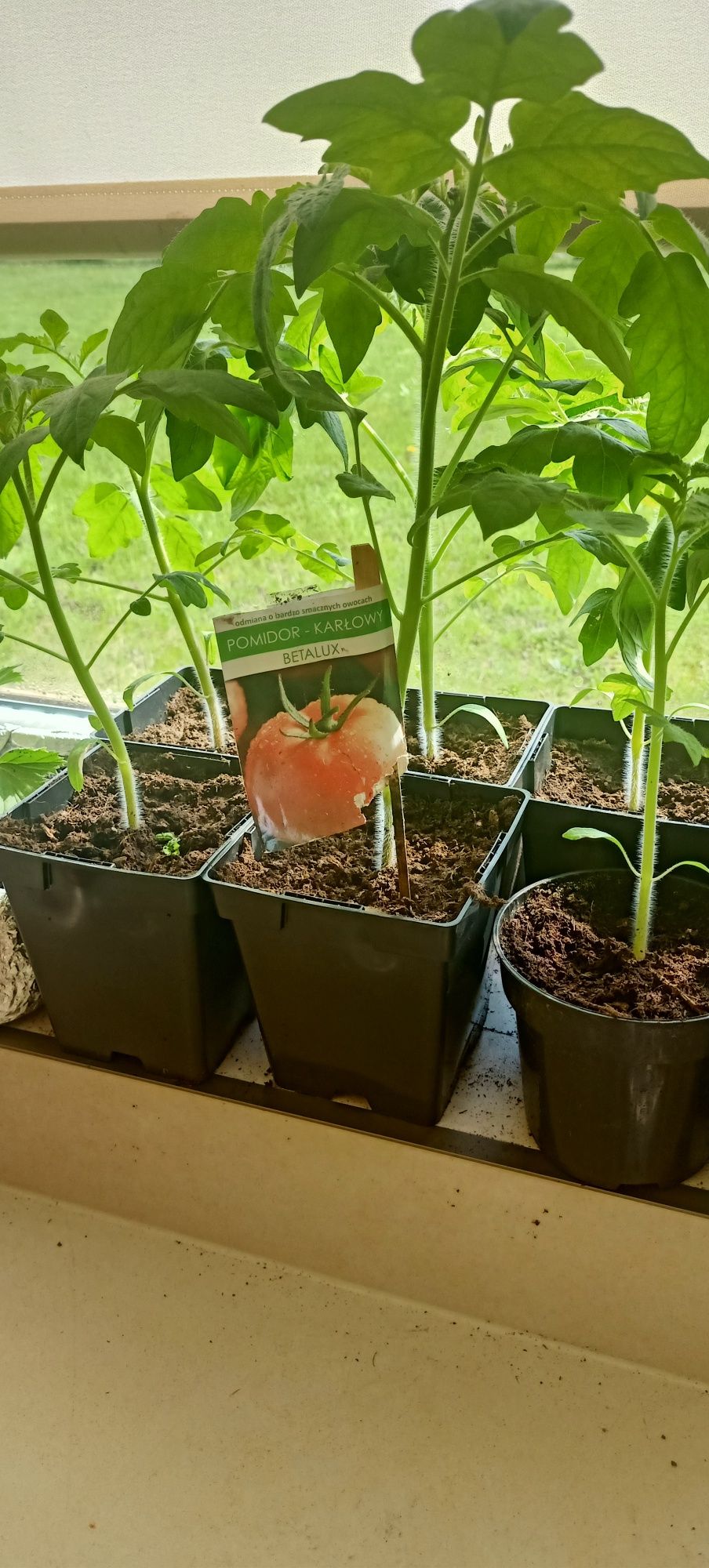Rozsada pomidorów