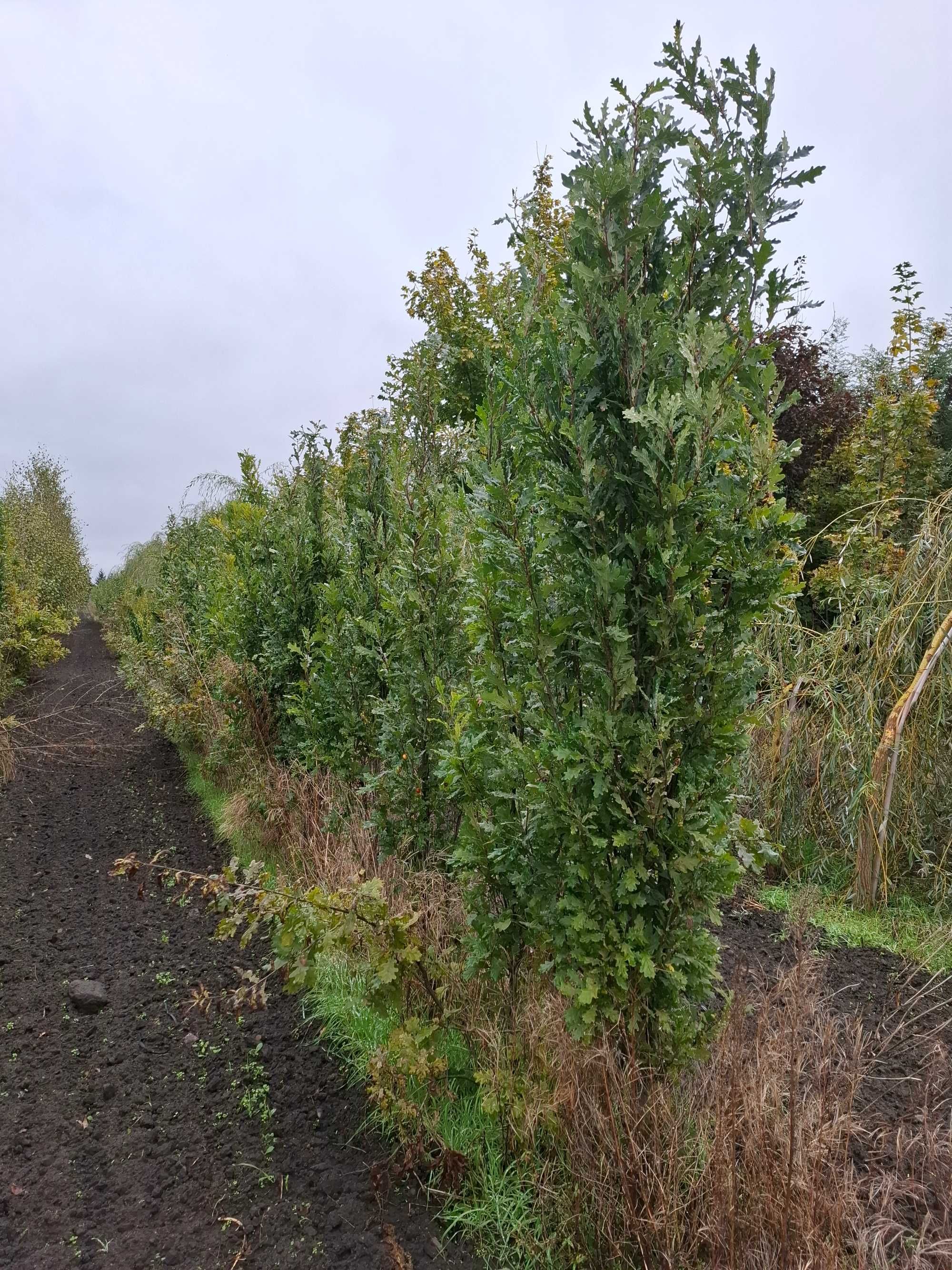 dąb szypułkowy Fastigiata, Quercus robur `Fastigiata` -