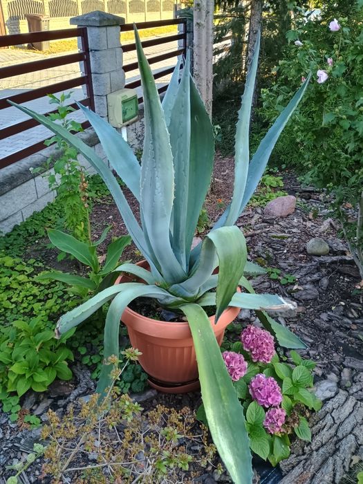 Sprzedam  piękną agawę