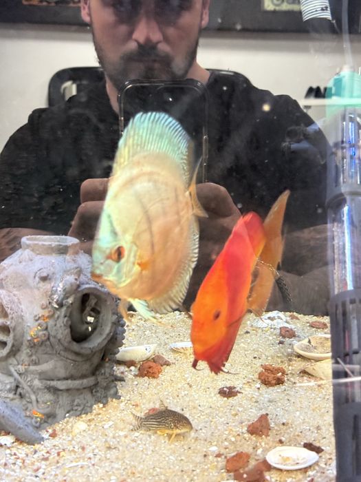 3 Discus entre 13 e 16 cm conjuntos 110€